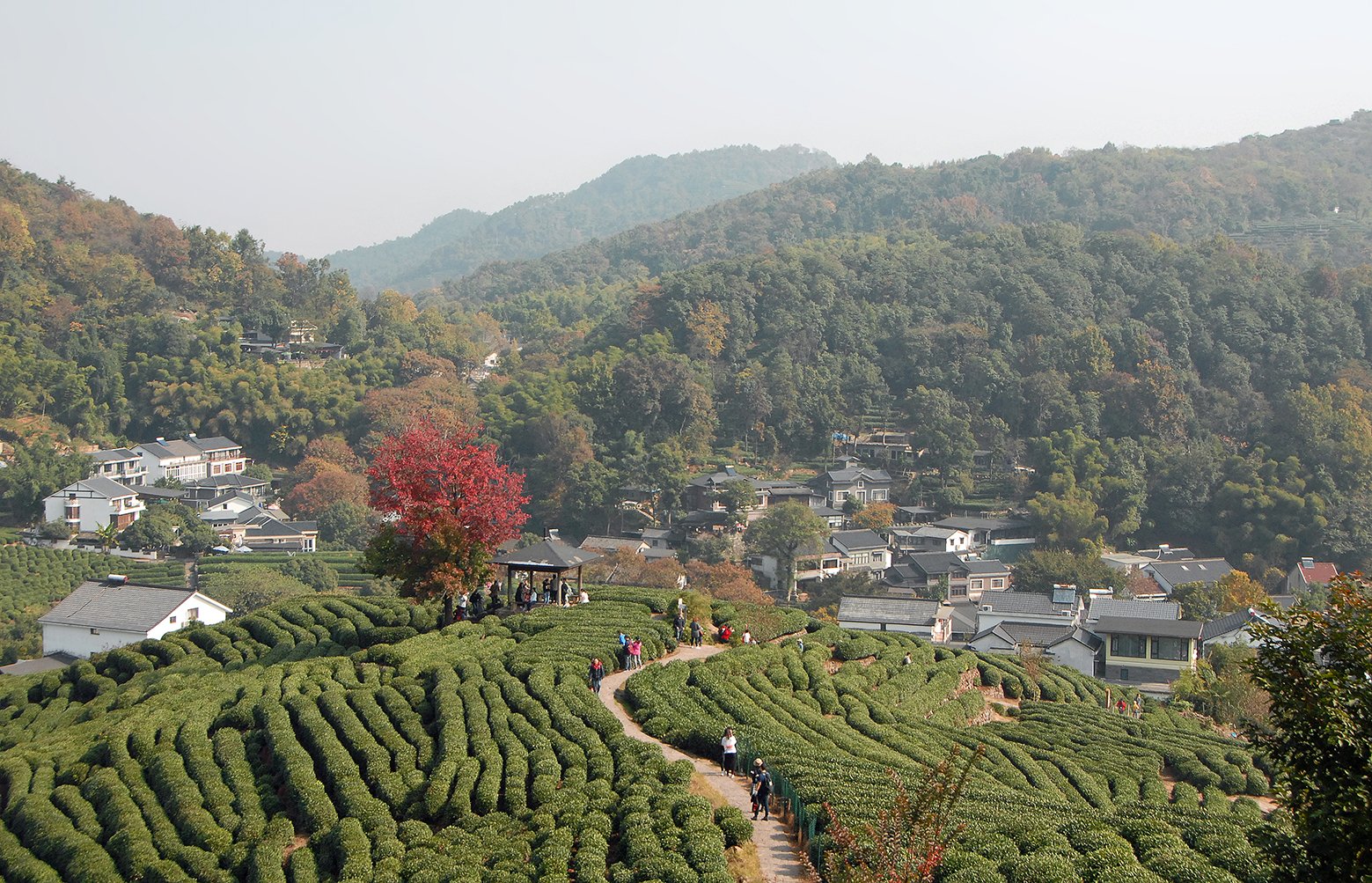 Longjing-Tea-Plantations-Hangzhou